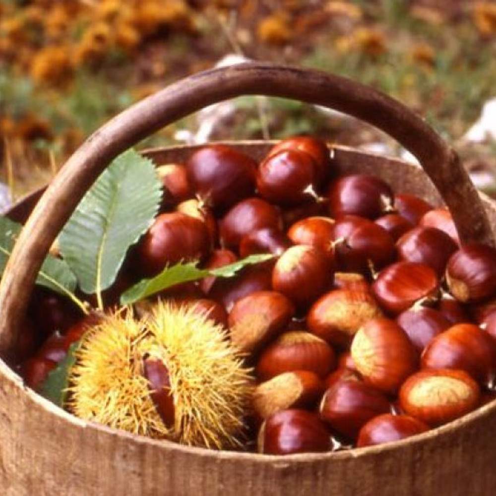 castanicoltura