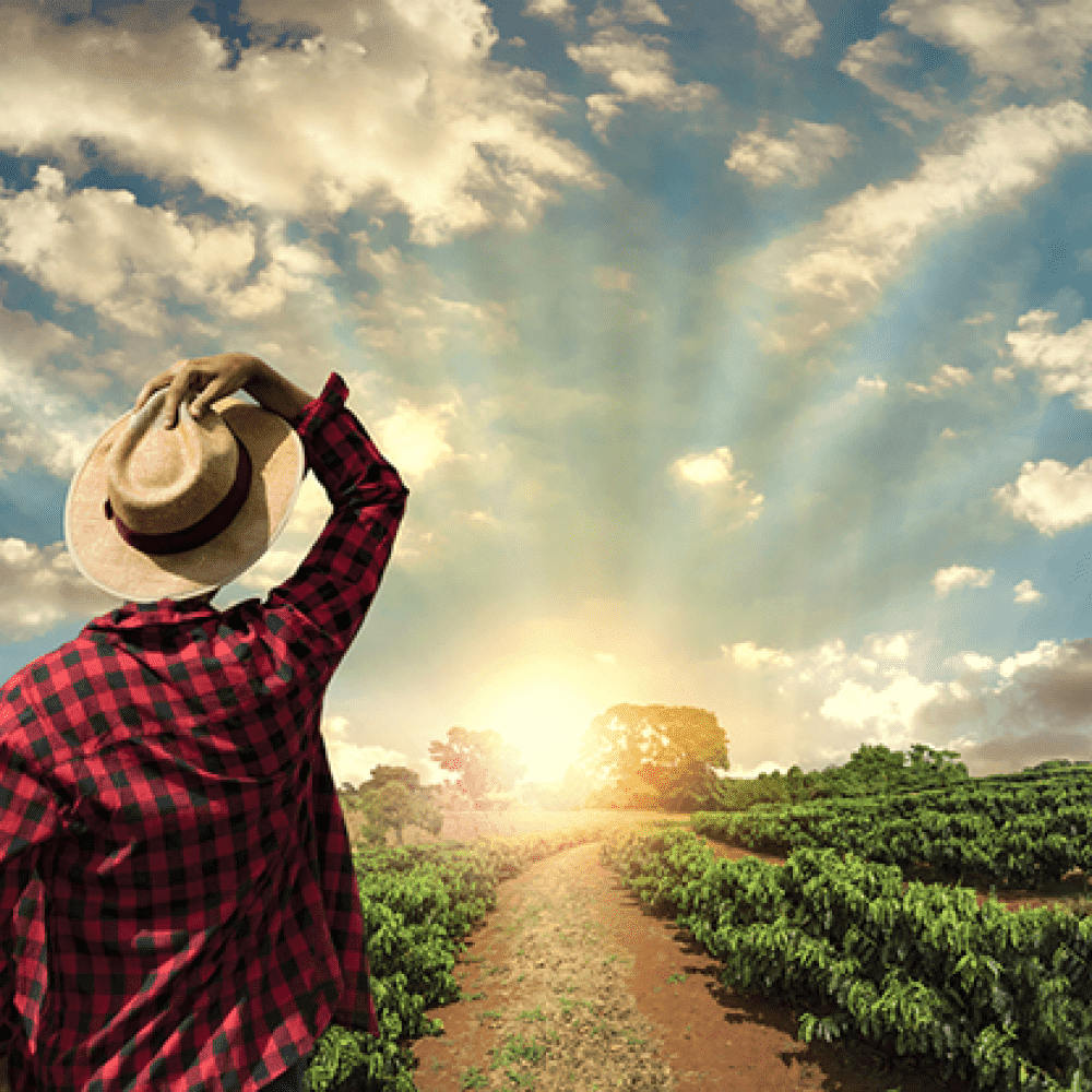 Gestione manageriale dell'impresa agricola